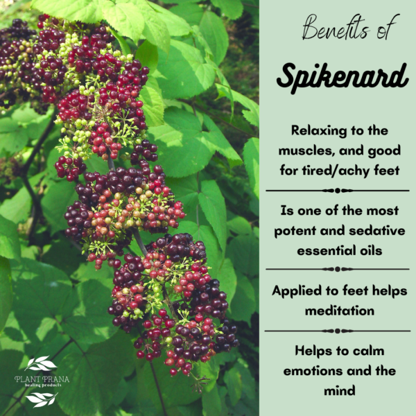 The Benefits of Spikenard - Plant Prana Essential Oils