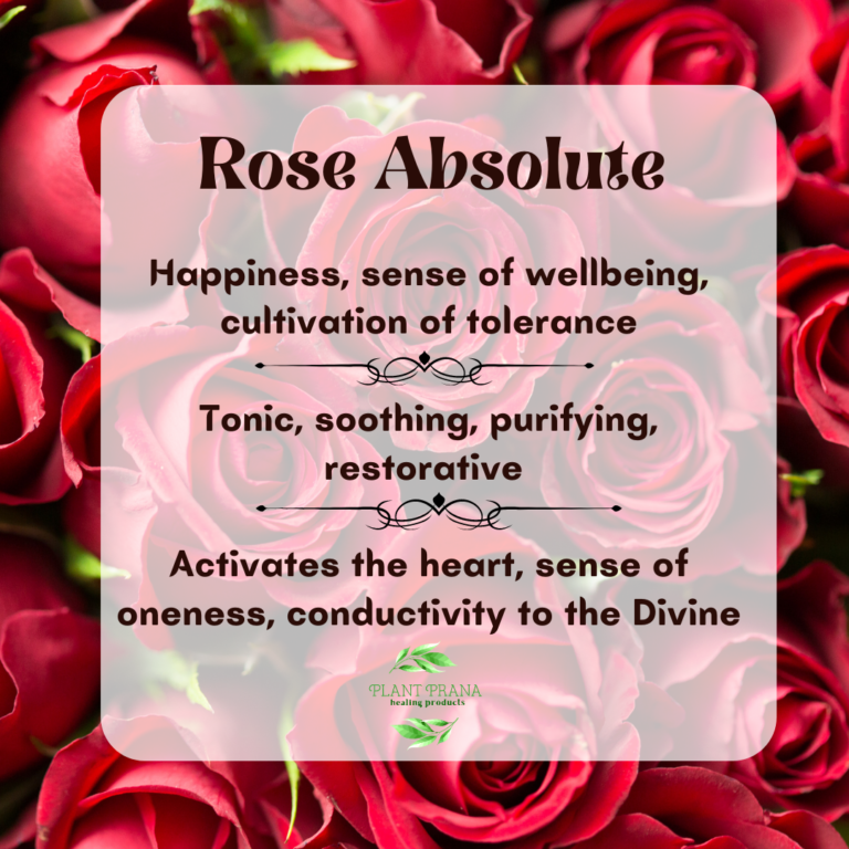 the-benefits-of-rose-absolute-plant-prana-essential-oils