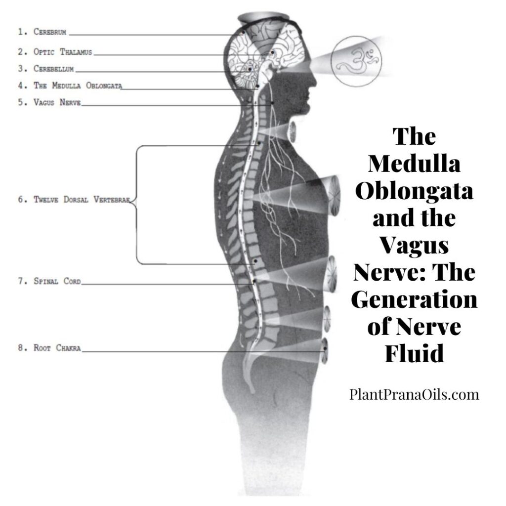 Previous Class: The Medulla Oblongata and the Vagus Nerve: The Generation of Nerve Fluid